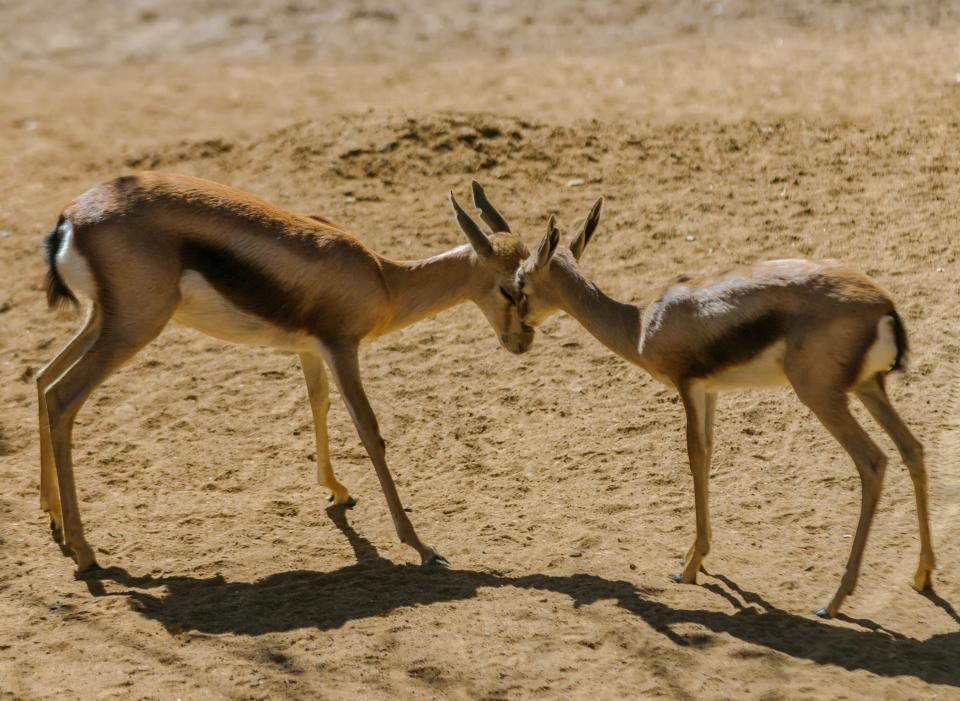 gazelle raw ochre